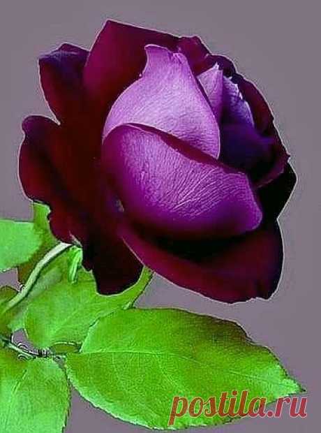 rose |Anne Evans приколол(а) это к доске Flowers