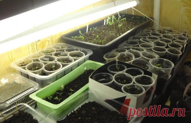 Парник для весенней рассады / Так живу я тут - в деревне / 7dach.ru