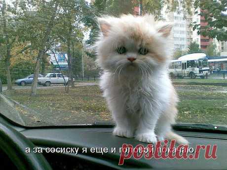 анатолий: Я ГОВОРЮ, ЧТО ДУМАЮ И ДУМАЮ, ЧТО ГОВОРЮ
