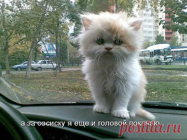 анатолий: Я ГОВОРЮ, ЧТО ДУМАЮ И ДУМАЮ, ЧТО ГОВОРЮ