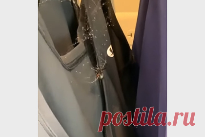 Девушка наткнулась на черную вдову среди одежды в магазине и закричала от страха. Покупательница обнаружила опасного паука в магазине спортивной одежды и сняла находку на камеру. На кадрах ролика девушка перебирает вешалки с вещами одну за другой со словами: «Это что, паутина?» и в конце концов натыкается на крупного паука, принадлежащего виду черная вдова.