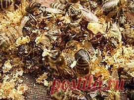 Подмор не подвел – аденому извел | Друг пенсионера
Аденому предстательной железы я вылечил самостоятельно, хотя пона­чалу надеялся на традиционные ле­карства. Только они не дали никакого результата.