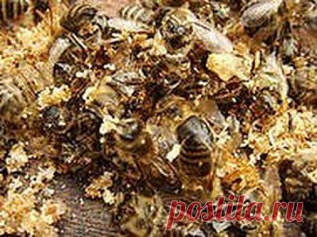 Подмор не подвел – аденому извел | Друг пенсионера
Аденому предстательной железы я вылечил самостоятельно, хотя пона­чалу надеялся на традиционные ле­карства. Только они не дали никакого результата.