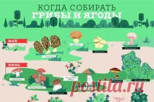 Когда собирать шампиньоны, а когда – опята. Расписание лесного урожая