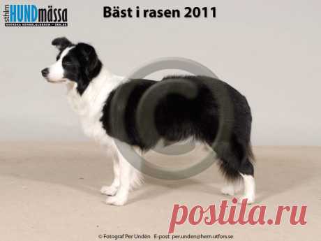 BORDER COLLIE Namn:FI AGCH, FI UCH PIKKUPAIMENEN THE LATEST NEWS  Ägare:LÖYTYNOJA HANNA & SOLANTI SARI, FI-33330 TAMPERE FINLAND Uppfödare:SOLANTI SARI, FI-40270 PALOKKA