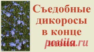 Съедобные дикоросы в конце июня