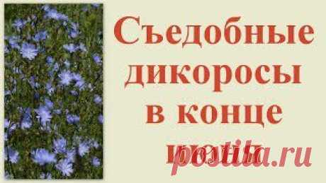 Съедобные дикоросы в конце июня