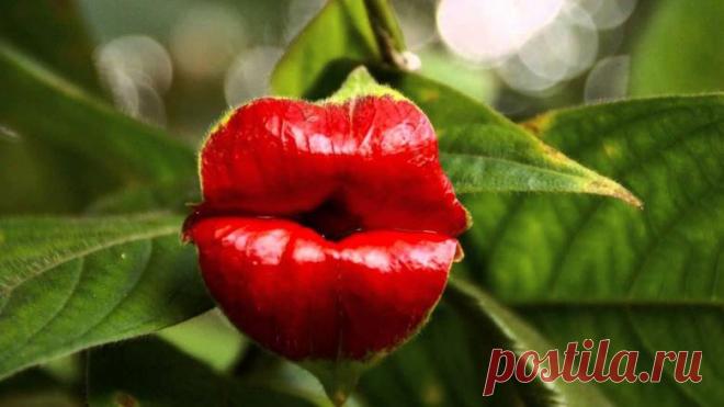 olduklarindan-farkli-gorunen-10-canli_780x438.jpg (780×438)