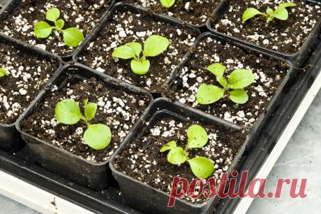 Как и когда высаживать семена петунии на рассаду
