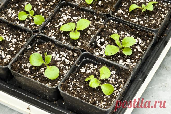 Как и когда высаживать семена петунии на рассаду