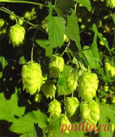 Хмель обыкновенный лечебные свойства
