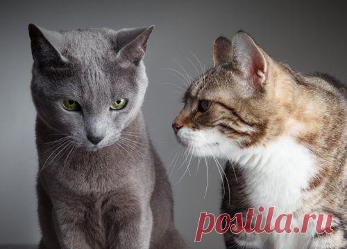 5 гигиенических требований вашей кошки