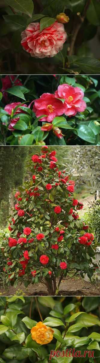 (+1) тема - Дама Камелия | САД НА ПОДОКОННИКЕ