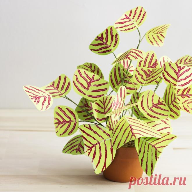 Кристия обратносердцевидная (Christia obcordat) Заходите на мою страницу « СУККУЛЕНТ-ИНФО» -здесь много информации о выращивании суккулентов, кактусов, каудексных и просто различных рас..