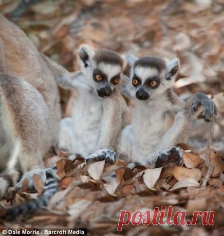 Прыгающие лемуры Мадагаскара - Путешествуем вместе