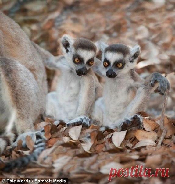 Прыгающие лемуры Мадагаскара - Путешествуем вместе