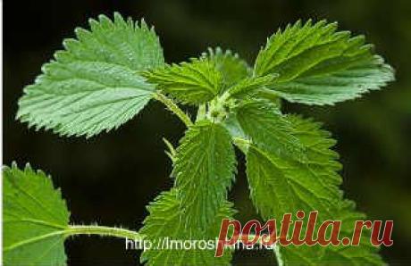 Полезные свойства крапивы