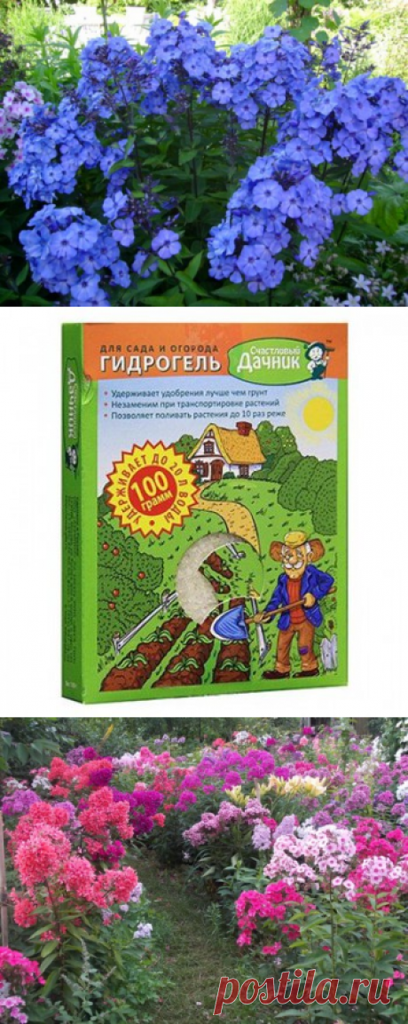 Посадка многолетних флоксов