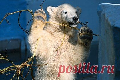 Эколог предупредила о риске исчезновения зверей в России из-за изменения климата. Изменение климата в России способно привести к исчезновению многих видов животных. По словам доцента Института экологии РУДН Анны Курбатовой, во всем мире, в том числе и в России, происходит изменение климата, которое оказывает непосредственное влияние на сдвиг более теплых биоклиматических зон на север.