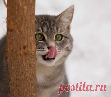 Вкусненькая пташка!