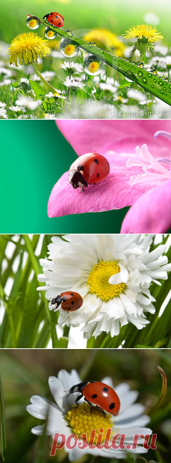 Ladybird Stock Photos, Images, & Pictures - 9,978 Images - Page 2