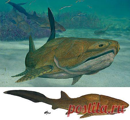 В Китае найдена рыба, миллионы лет назад давшая начало современным лицам и мордам - Газета.Ru | Наука