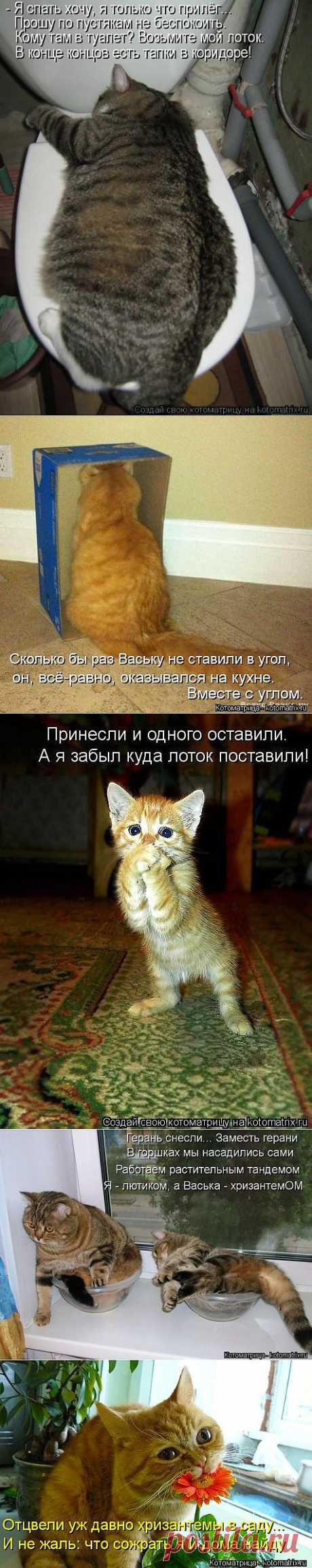 (+1) - Новая порция котоматриц-выпуск 6. | Четвероногий юмор