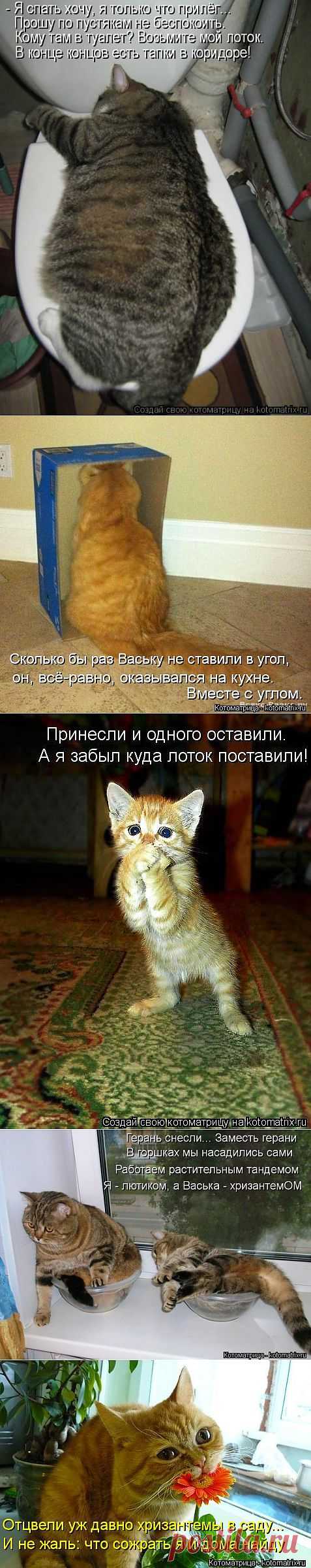 (+1) - Новая порция котоматриц-выпуск 6. | Четвероногий юмор