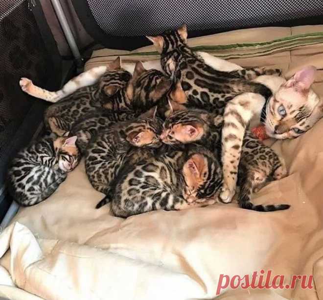 18 звериных детенышей, которые берут все внимание своих мам и еще немножко
