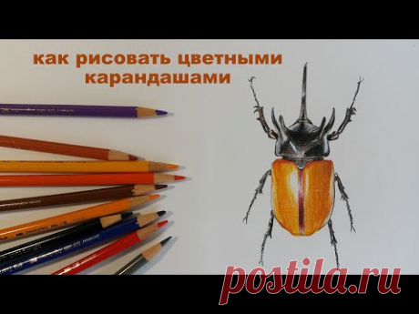 как рисовать цветными карандашами как нарисовать сову как нарисовать жука