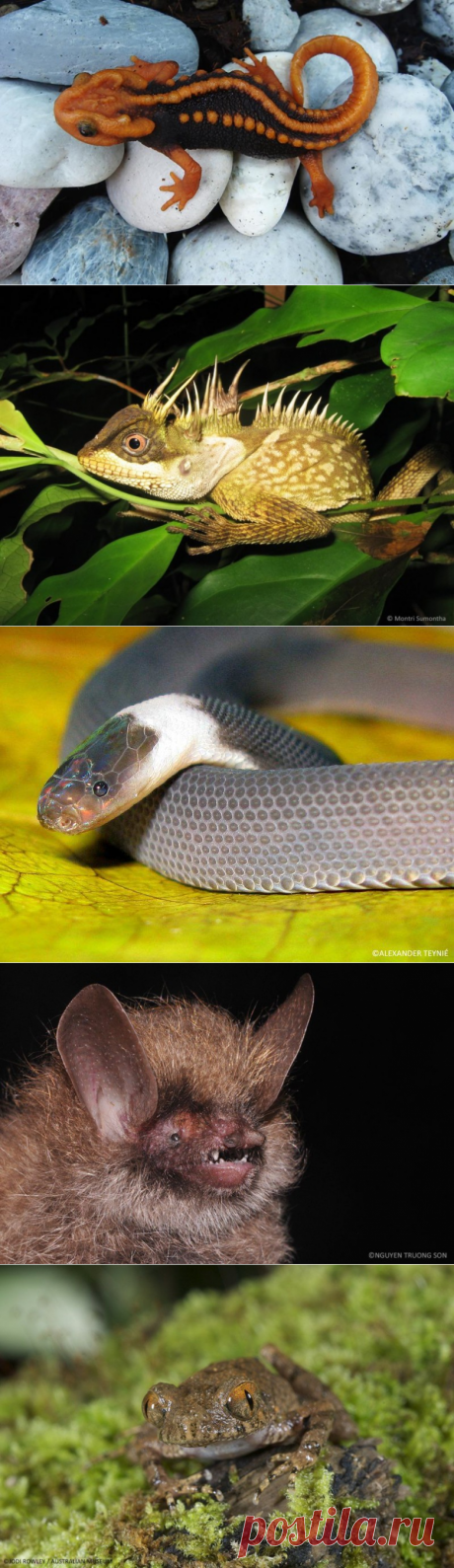 Необычный тритон и еще 162 новых вида обнаружены в Азии