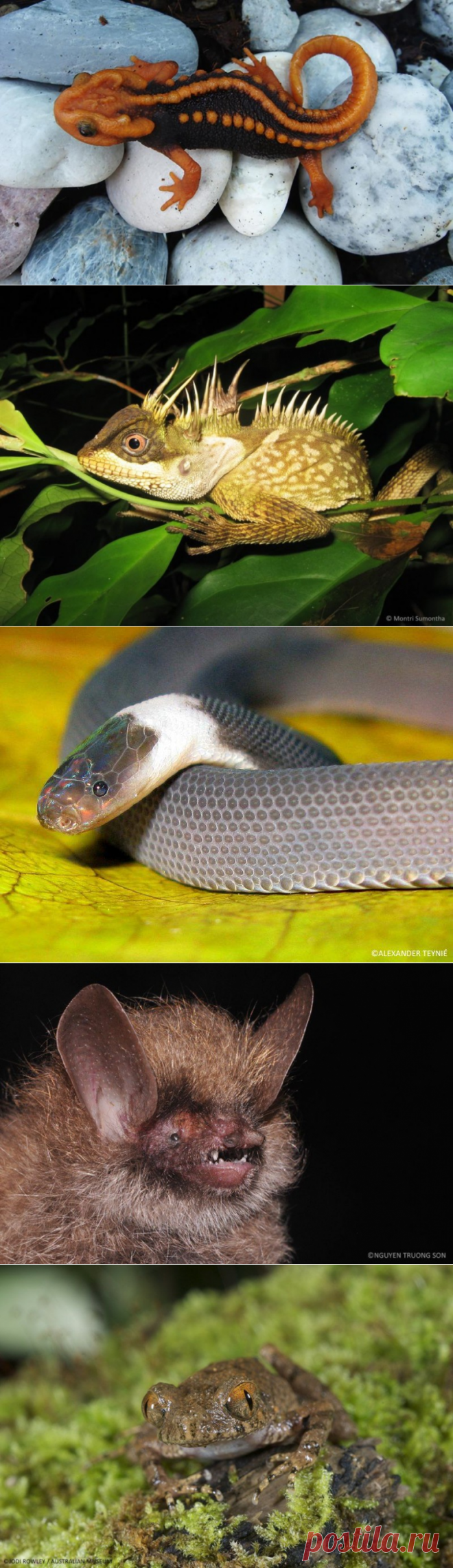 Необычный тритон и еще 162 новых вида обнаружены в Азии