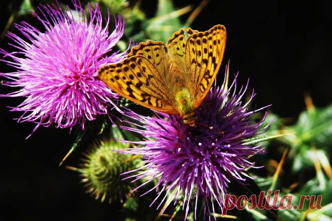 Сбор нектара :: Юрий Яловенко – Социальная сеть о фотографии ФотоКто