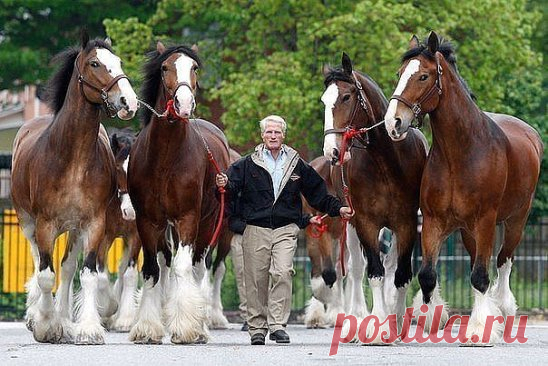 (93) Одноклассники