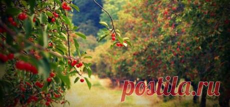 Как понять, чего не хватает саду — 6 соток