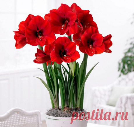 Гиппеаструм - Гиппеаструм (Hippeastrum) является представителем семейства Амариллисовые. Данный род объединяет примерно 90 видов. В состав названия такого растения входит 2 корня греческого языка, которые переводятся как «всадник» и «звезда». Очень часто... Read more »