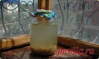 Рецепты русского кваса. Овсяной, свекольный, из чистотела и не только - рецепты домашнего кваса | Крамола