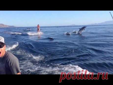 Dolphin Surfing, Woman Wakeboarding with Dolphins as seen on TV WORLDWIDE