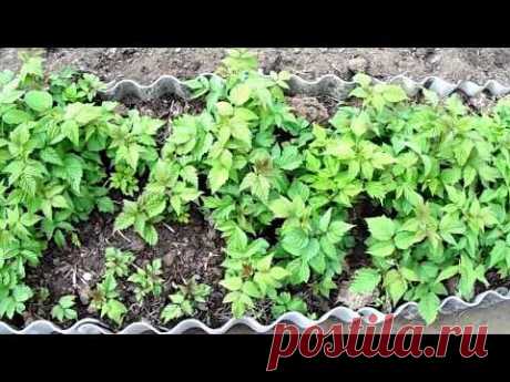 Малина Ремонтантная🌹 Выращивание и Уход🌹