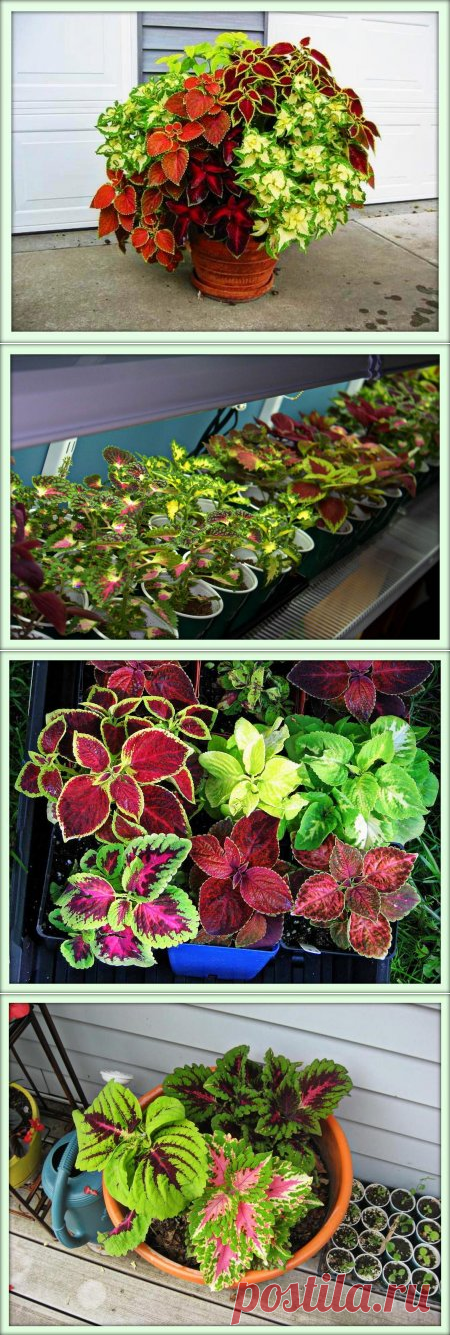 Колеус (Coleus)