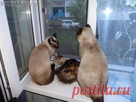 Сиамская семья удочерила котенка