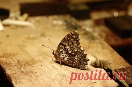 Японский художник вырезает из дерева потрясающие скульптуры, которые