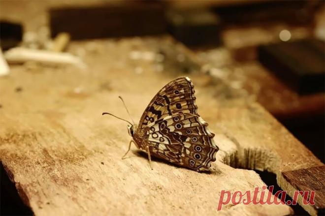 Японский художник вырезает из дерева потрясающие скульптуры, которые