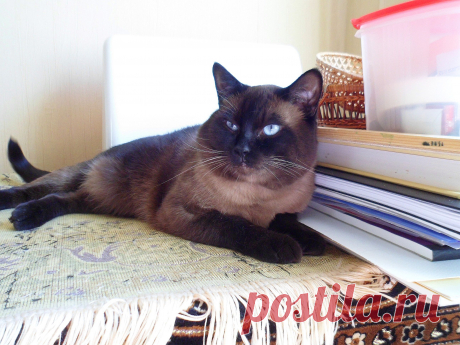 Ирбис охраняет мои альбомы