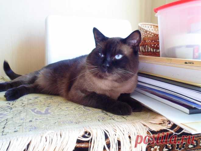 Ирбис охраняет мои альбомы