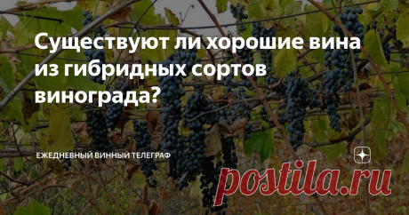 Существуют ли хорошие вина из гибридных сортов винограда? Вино существенно отличается от других продуктов питания - в винном мире вина существуют свои модные веяния, стили и запросы потребителя зачастую диктуют производителям что и как они должны делать. В начале 2000-х рынок настойчиво требовал розовых вин, потом пришла мода на вина из Пино Гри, за которой последовал рост спроса на полусухие Мускаты.
Современная мода имеет три ярко выраженные