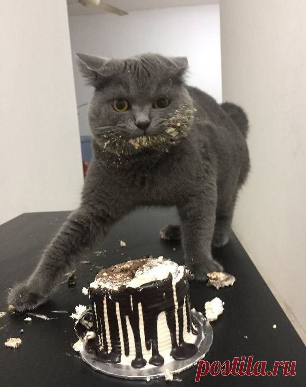 «Ни стыда, ни совести!» 30 фото самых обнаглевших морд