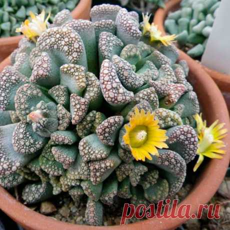 Комнатное растение Титанопсис (Titanopsis). Подобно алоинопсисам, артиродермам, конфитумам и литопсам, титанопсисы - представители так называемых &quot;живых камней&quot;. У титанопсиса известкового (T.calcarea) верхушки листьев треугольно-усеченные. Сами листья голубоватого цвета и покрыты серо-красными бородавками. Почти золотисто-желтые цветки этого растения могут достигать 2 см в диаметре. У титанопсиса Фуллера (T.fulleri) листья украшены едва заметными темными выпуклыми точками.
