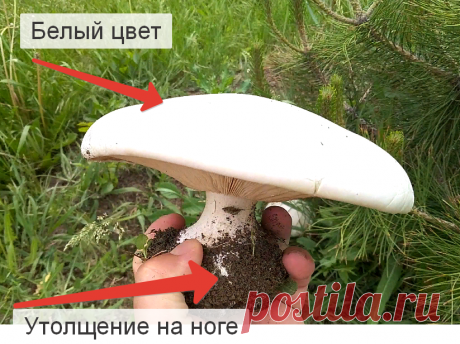 Редкие грибы России. Белосвинуха, гриб "жировик" | Дневник грибника. | Яндекс Дзен