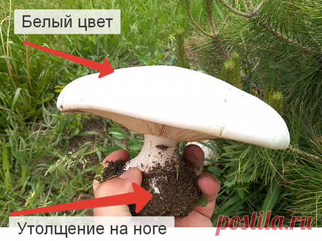Редкие грибы России. Белосвинуха, гриб 
